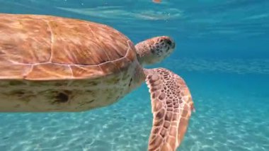 Green Sea turtle swimming in the ocean underwater in the carribean curacao willemsted. High quality photo