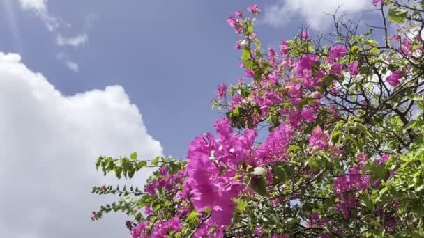 Pohon Palem Dengan Kelapa Bertiup Dalam Angin Pada Hari Yang — Stok Video