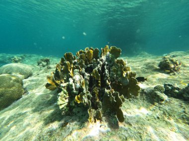 Curacao Karayip Okyanusu 'ndaki Mercan Resifi manzarası. Yüksek kalite fotoğraf
