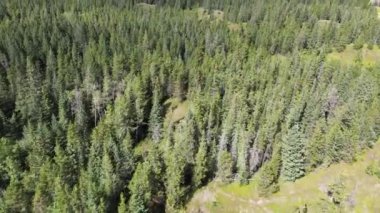 Banff bölgesindeki hava aracı görüntüleri. Banff Ulusal Parkı yakınlarında dağlar ve geniş orman manzarasına bakıyor. Yüksek kalite 4k görüntü