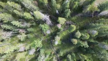 Banff bölgesindeki hava aracı görüntüleri. Banff Ulusal Parkı yakınlarında dağlar ve geniş orman manzarasına bakıyor. Yüksek kalite 4k görüntü