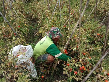 Çiftçiler hasat etmek için domates topluyor