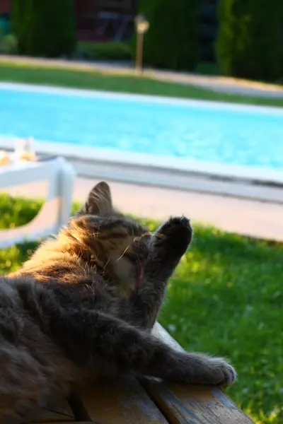 Kedi Havuzun Kenarında Yatar Yeşil Çimlerin Arkasında Yıkanır — Stok fotoğraf