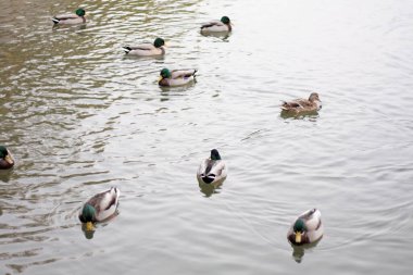 Yaban ördekleri gölde yüzmek