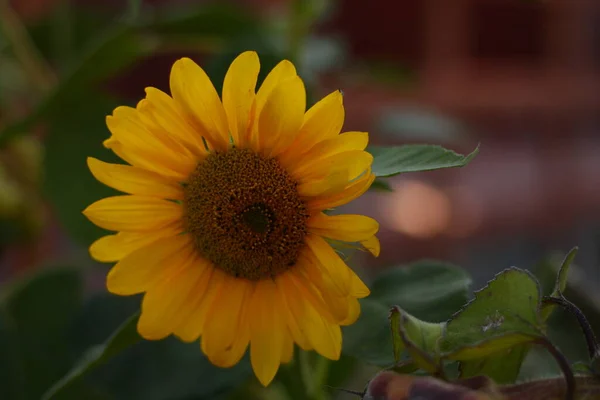 sunflower flower, blooming yellow sunflower