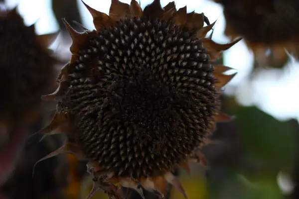 ripe fruit of a sunflower flower, sunflower seeds