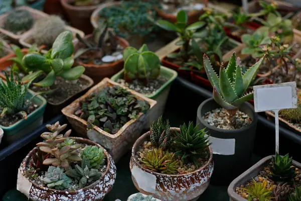sale of succulents and cacti, succulents and cacti in pots with a sign