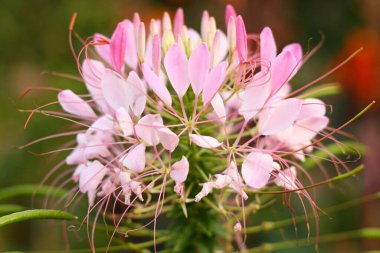 Güzel açan pembe Cleome Spinosa Linn veya Örümcek çiçekleri