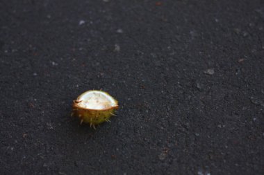 Asfalt orta planında kestane kabuğu