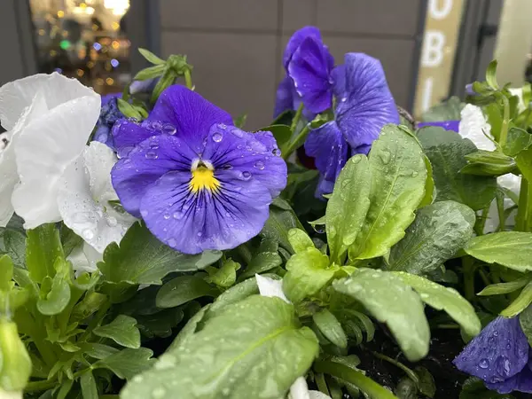 purple spring flowers bloom outdoor