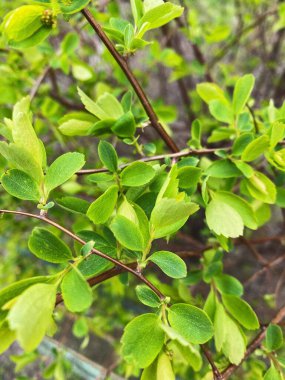 Ağaçta ilk yeşil yapraklar belirdi.