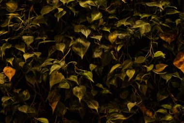 Gerçek yeşillik duvarı, yeşil bitki duvarı