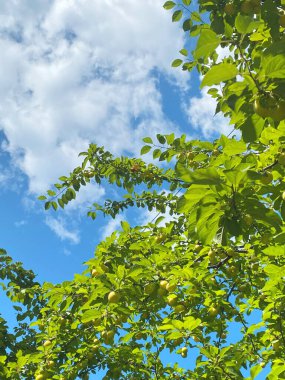 Gökyüzünün arka planında yeşil elma olan ağaç