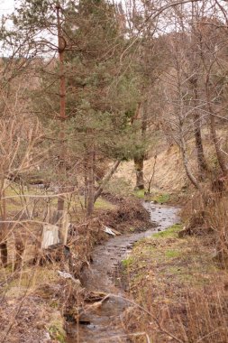 Ağaçların arasında küçük bir dağ nehri.