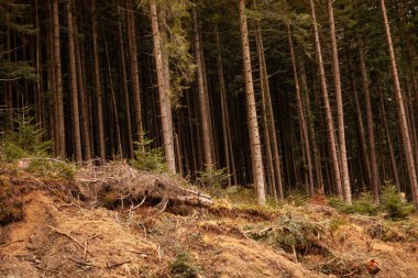 Kozalaklı orman, yerden ağaç kökleri çıkıyor.