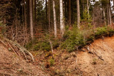 Kozalaklı orman, yerden ağaç kökleri çıkıyor.