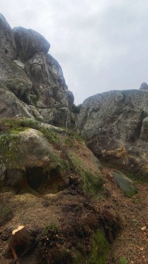 Yaşlı Tustan, Ukrayna 'da yosun ile sallanıyor.