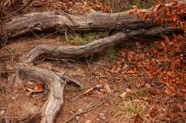 Yerde büyük ağaç kökleri