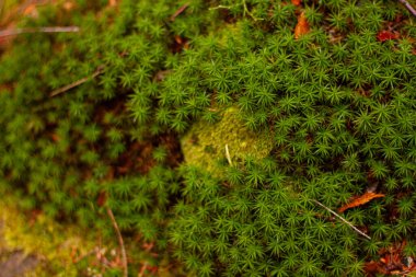 Ormanda yeşil yosun dokusu