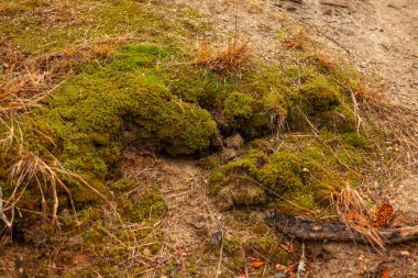 Yaşlı Tustan, Ukrayna 'da yosun ile sallanıyor.