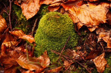 Ormandaki yuvarlak bir taşın üzerinde kalın yosun.