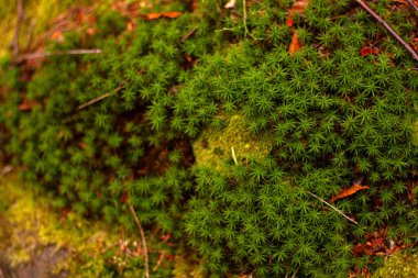 Ormanda yeşil yosun dokusu