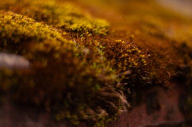 Ormanda yeşil yosun dokusu, yakın plan.