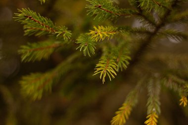 İğne dalları açık yeşil uçlu yakın çekim