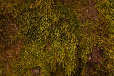 kalın yeşil yosun, yakın plan, arka plan