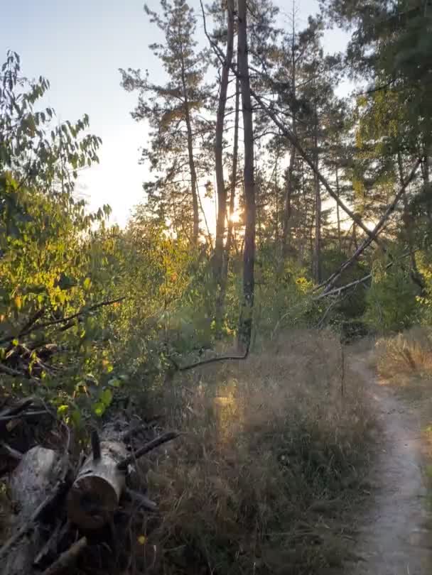 Ormanda Yol Ormanda Yürüyüş — Stok video