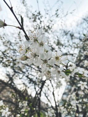 Ağaç dallarında kayısı çiçekleri