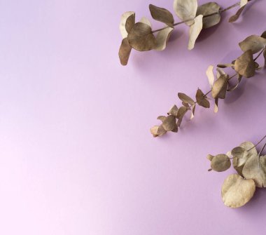 Okaliptüs dalları ve mor arkaplan yaprakları