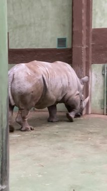 Bir gergedan bir duvarın içinde yürüyor.