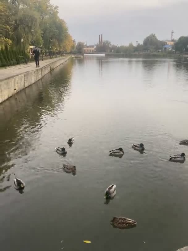 Ein Schwarm Enten Schwimmt Auf Dem See — Stockvideo