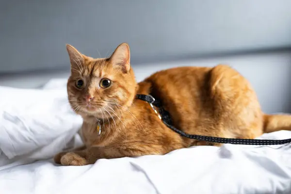 a red cat on a white bed in a train compartment