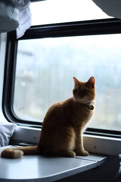 a red-haired cat sits on a table in a train compartment