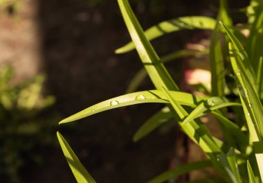 Yeşil bir çimenlikte iki damla çiy.