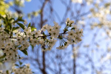 Çiçek açan ağaç, dallardaki beyaz çiçekler.