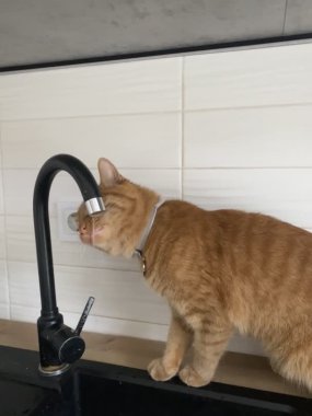 Kırmızı kedi lavabodaki musluktan su içiyor.
