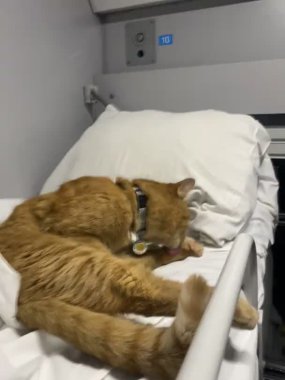 Kırmızı kedi patilerini tren kompartımanında yıkar.