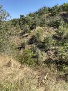 Ormandaki vadi, tepeden vadiye çim manzaralı.