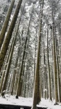 Kış ormanı, karla kaplı çam ağaçları, ormandaki kozalaklı ağaçlar.