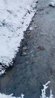 Kışın gölde ördek sürüsü