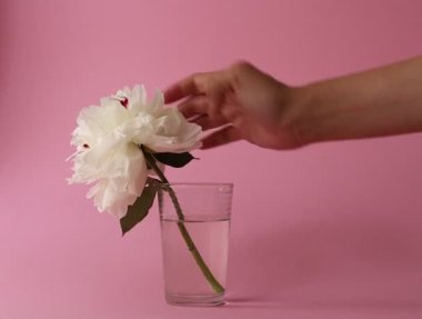 Kadın eli bir bardak suda beyaz bir şakayık çiçeğine dokunur.