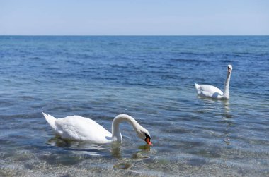 İki beyaz kuğu sahilde yüzüyor.