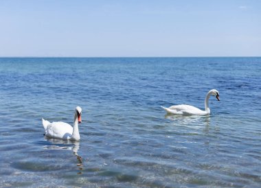 İki beyaz kuğu sahilde yüzüyor.