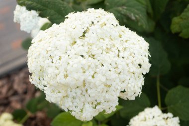 Çalıların üzerinde beyaz ortanca çiçekleri