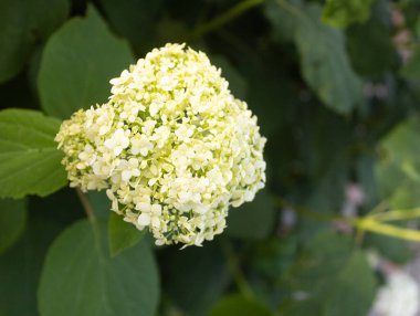 Çalı üzerinde yeşil ortanca çiçekleri