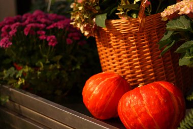 Olgun balkabağı hasadı, hasat sepetinin yanında.