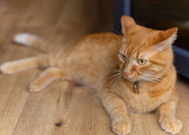 Kırmızı kedi tahta zeminde yatıyor.